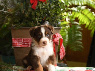 Australian Shepherd dogs Adonis - Ad 32