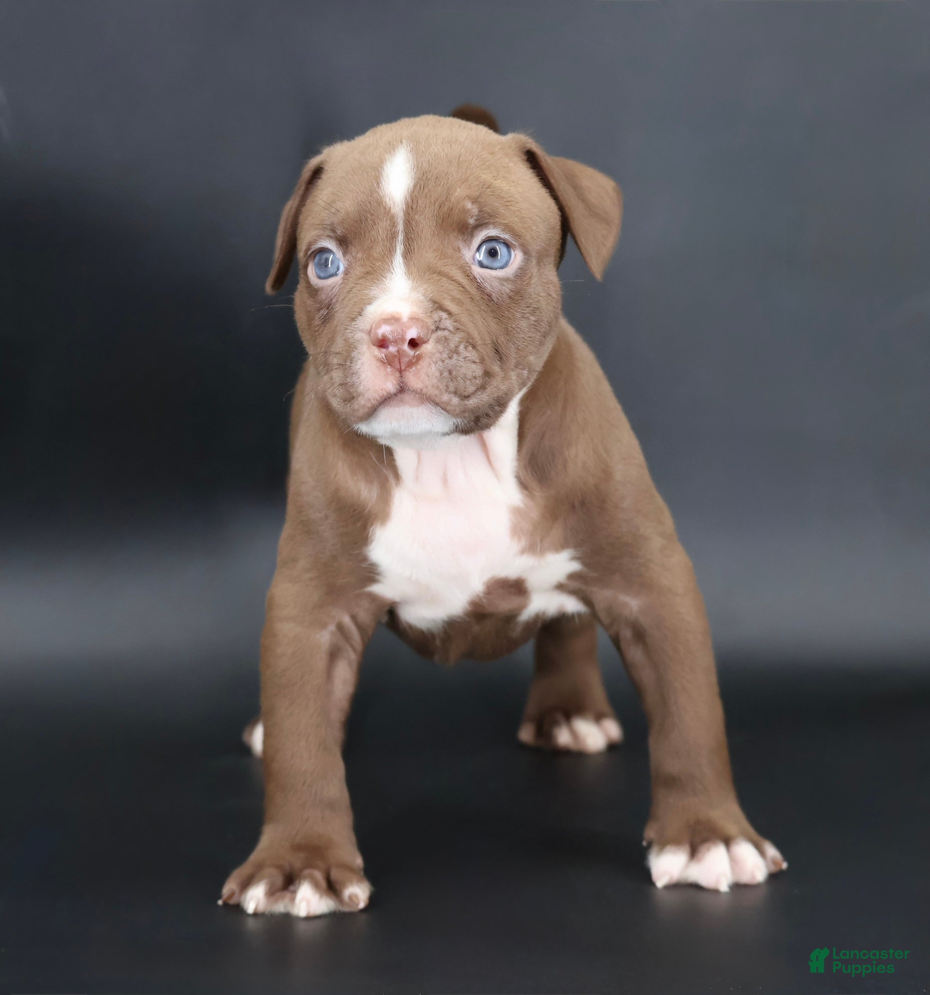 American Bully dogs Set - XL - ABKC - Ad 1