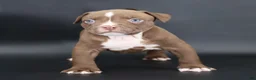 American Bully dogs for sale: Set - XL - ABKC - Ad 1