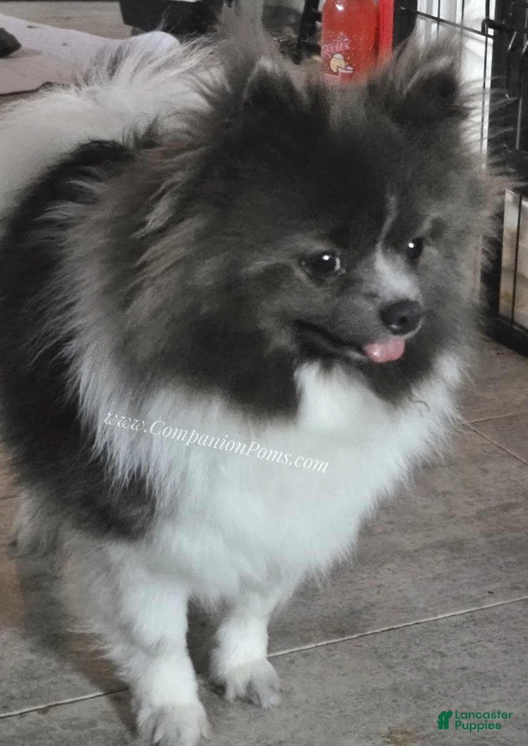 Pomeranian dogs for sale: Paris - Blue White Parti - Young Adult - Ad 5