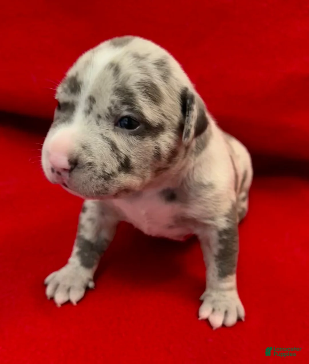 American Bully dogs for sale: American Bully 1 - Ad 1