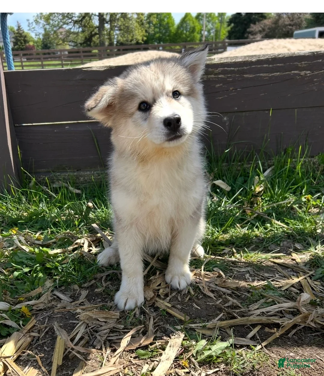Alaskan Husky dogs for sale: Alaskan Husky Puppy 2 - Ad 1