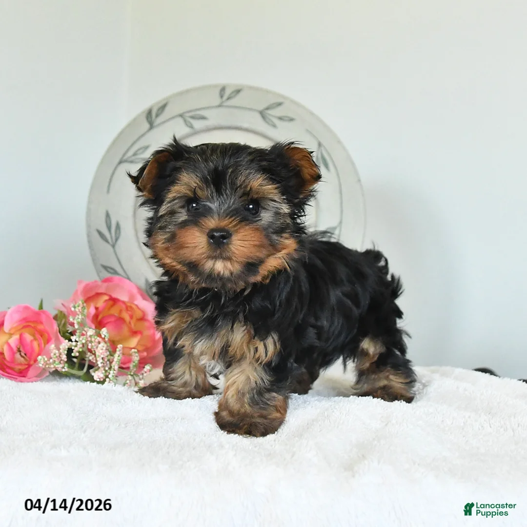 Yorkshire Terrier dogs for sale: Jasper - Ad 1