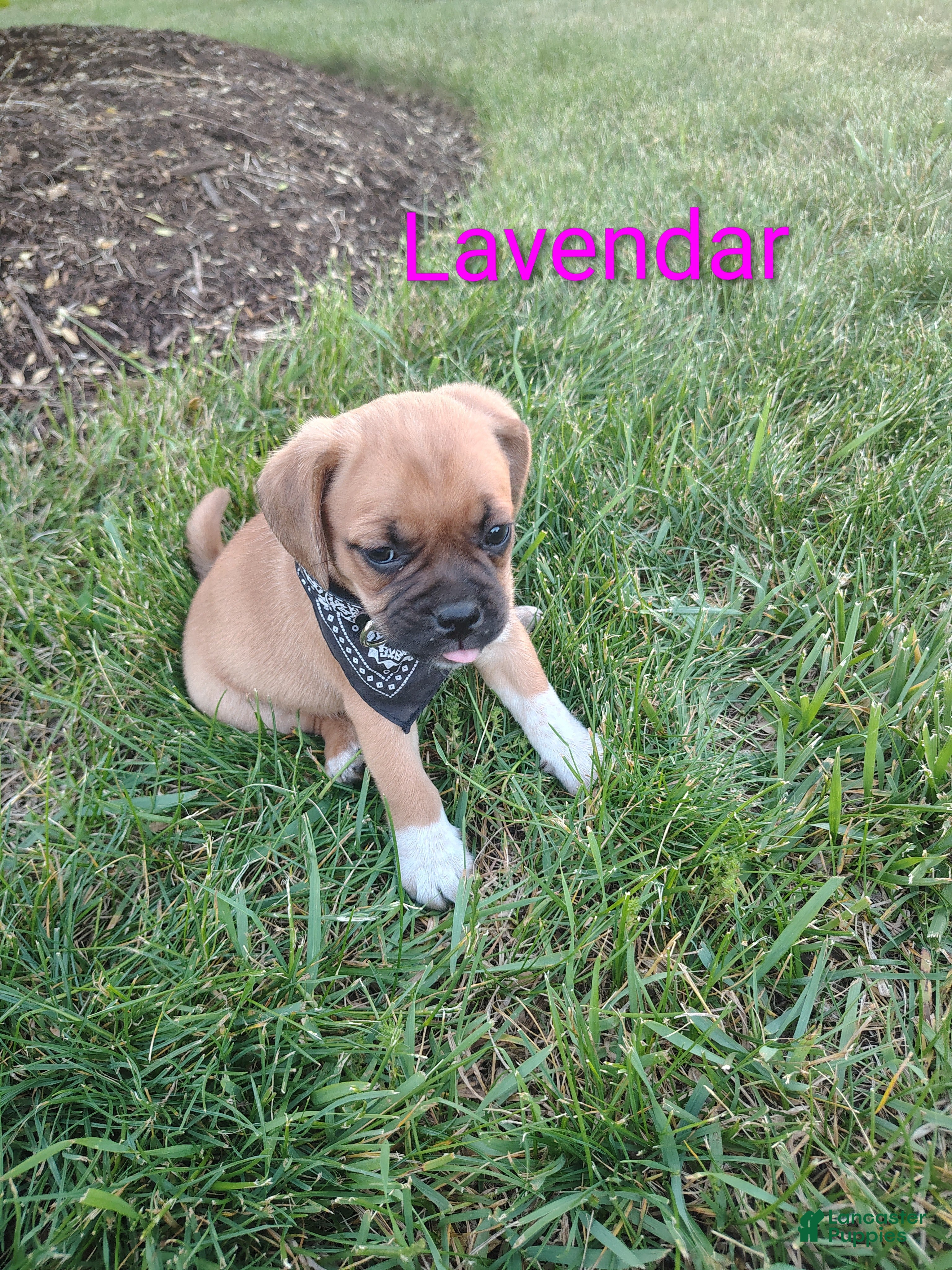 Puggle dogs Lavendar - Ad 1