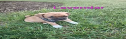 Puggle dogs for sale: Lavendar - Ad 1