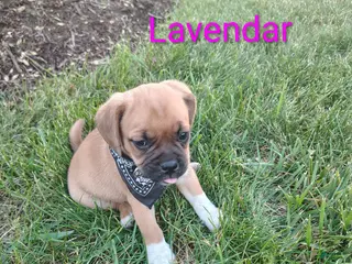 Puggle dogs for sale: Lavendar - Ad 1
