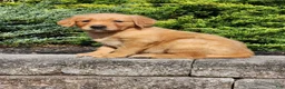 Golden Retriever dogs for sale: Chief - Ad 2