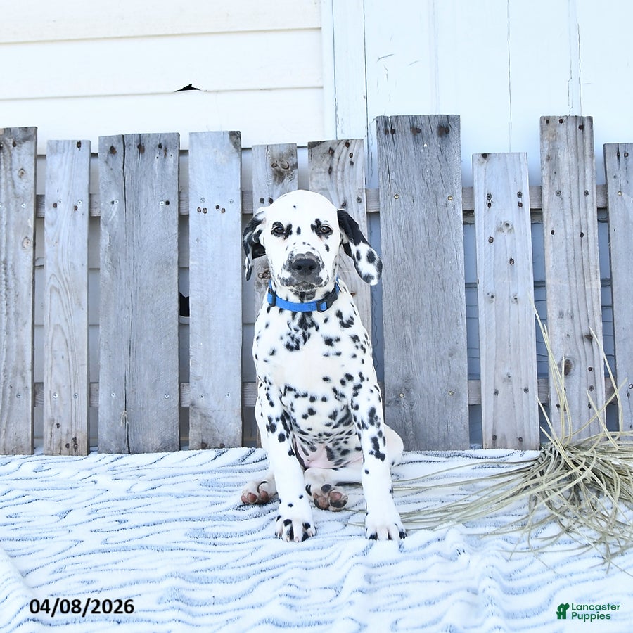 Dalmatian dogs Freya - Ad 1