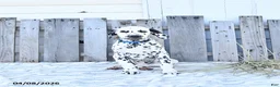 Dalmatian dogs for sale: Freya - Ad 1