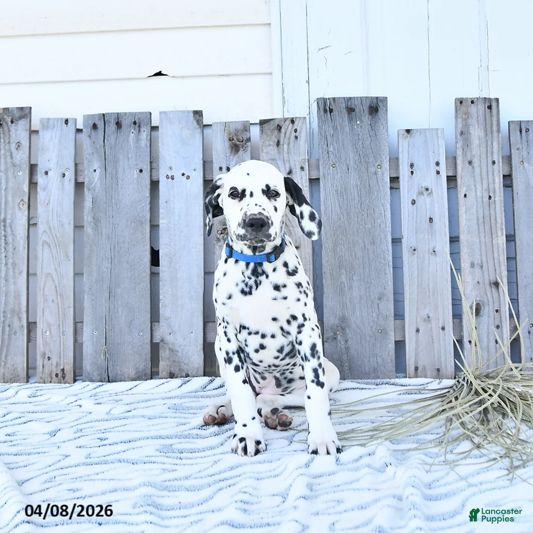 Dalmatian dogs for sale: Freya - Ad 1