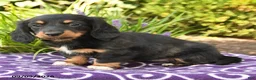 Miniature Dachshund dogs for sale: Odette - Ad 3