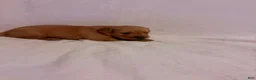 Golden Retriever dogs for sale: Golden Retriever 3 - Ad 2