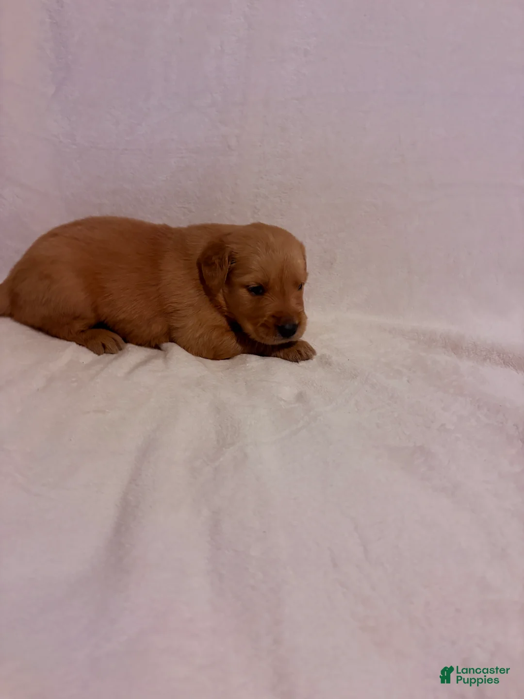 Golden Retriever dogs for sale: Golden Retriever 3 - Ad 2