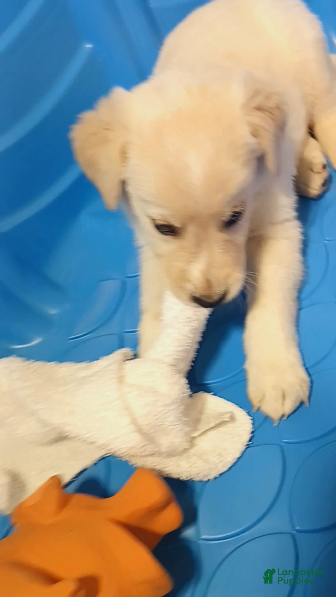 Golden Shepherd dogs Theo - Ad 23