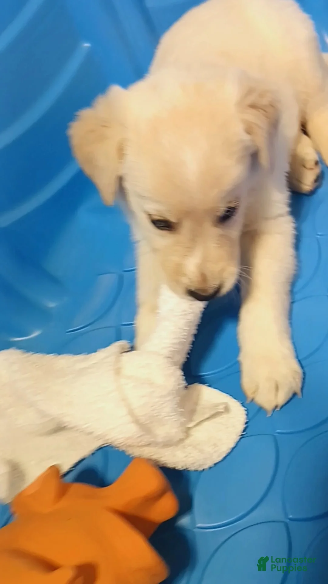 Golden Shepherd dogs for sale: Theo - Ad 1
