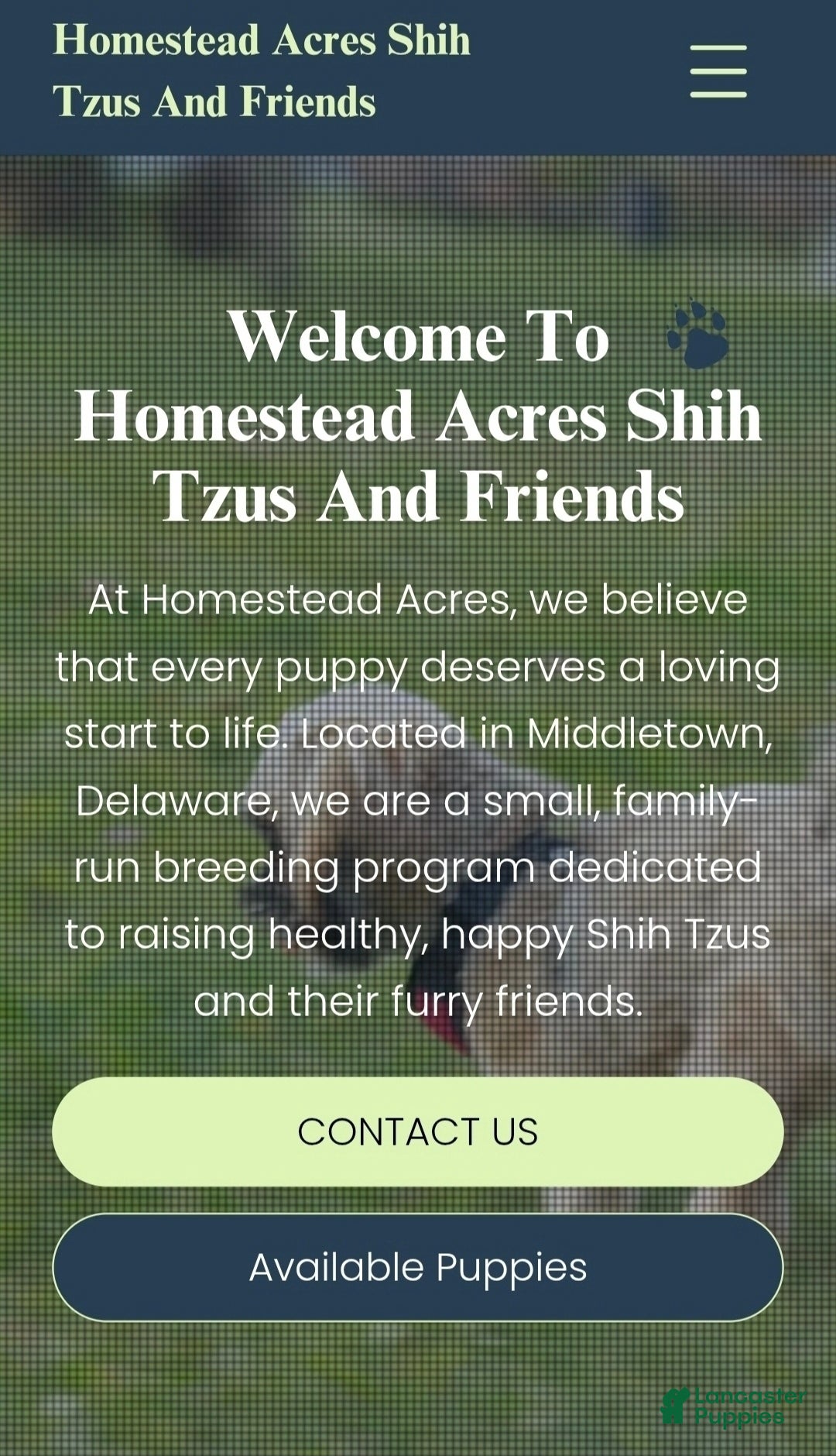 Shih Tzu dogs for sale: Gigi - Ad 6