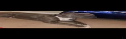 American Bully dogs for sale: Musketeer 1 - Ad 4