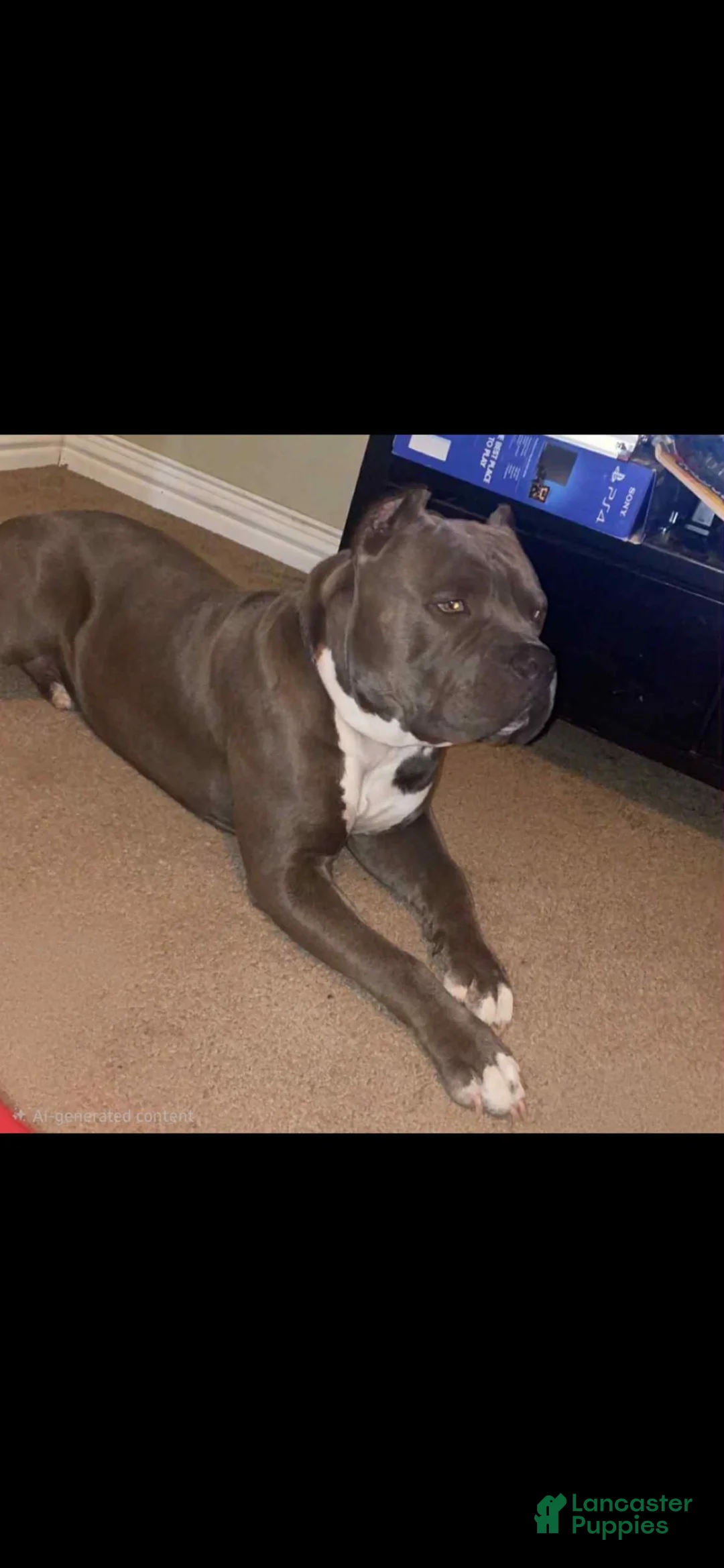 American Bully dogs for sale: Musketeer 1 - Ad 4