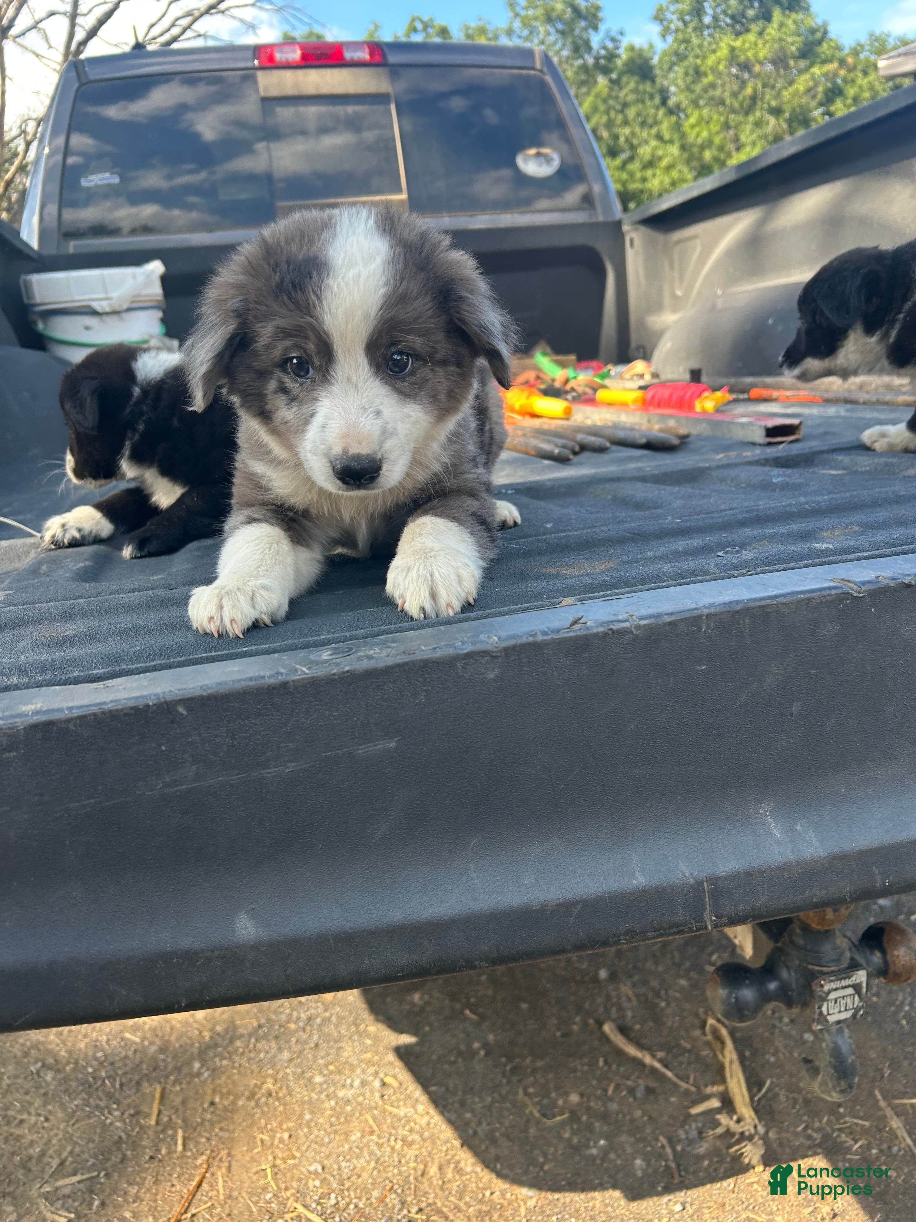 Miniature Australian Shepherd dogs Captain  - Ad 4