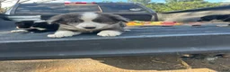 Miniature Australian Shepherd dogs for sale: Captain  - Ad 1