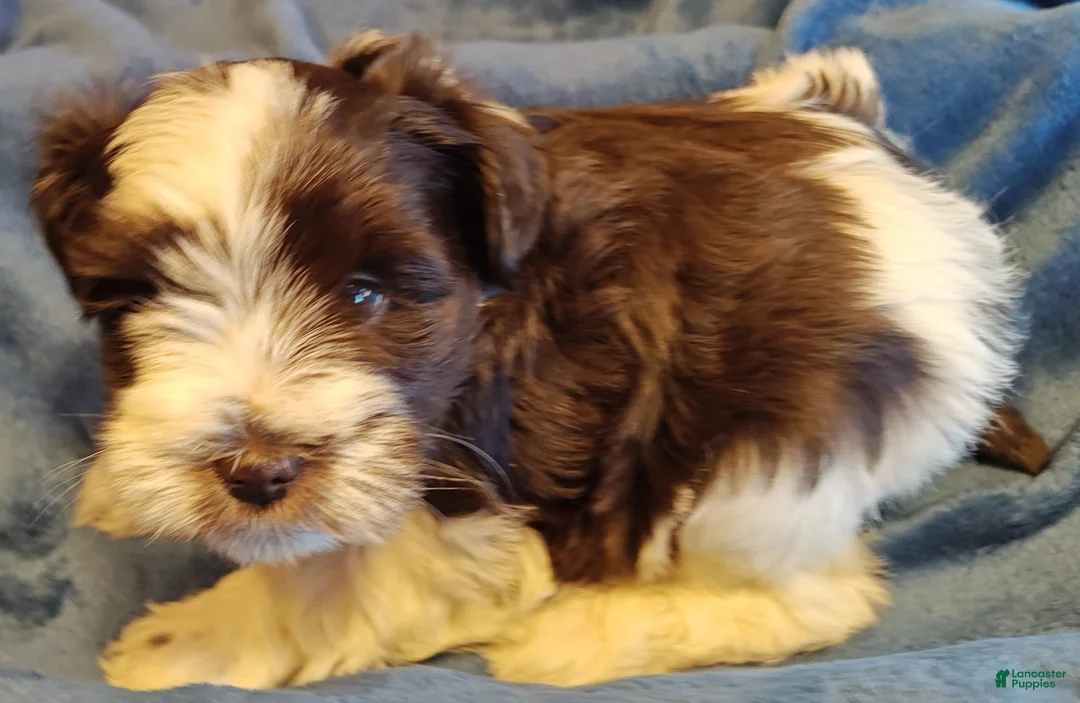 Miniature Schnauzer dogs for sale: Miniature Schnauzer Girl 2 - Ad 3