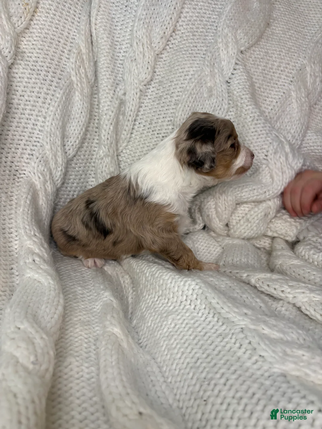 Mini Aussiedoodle dogs for sale: Mini Aussiedoodle Puppy 3 - Ad 2