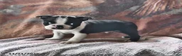 Boston Terrier dogs for sale: Jack  - Ad 8