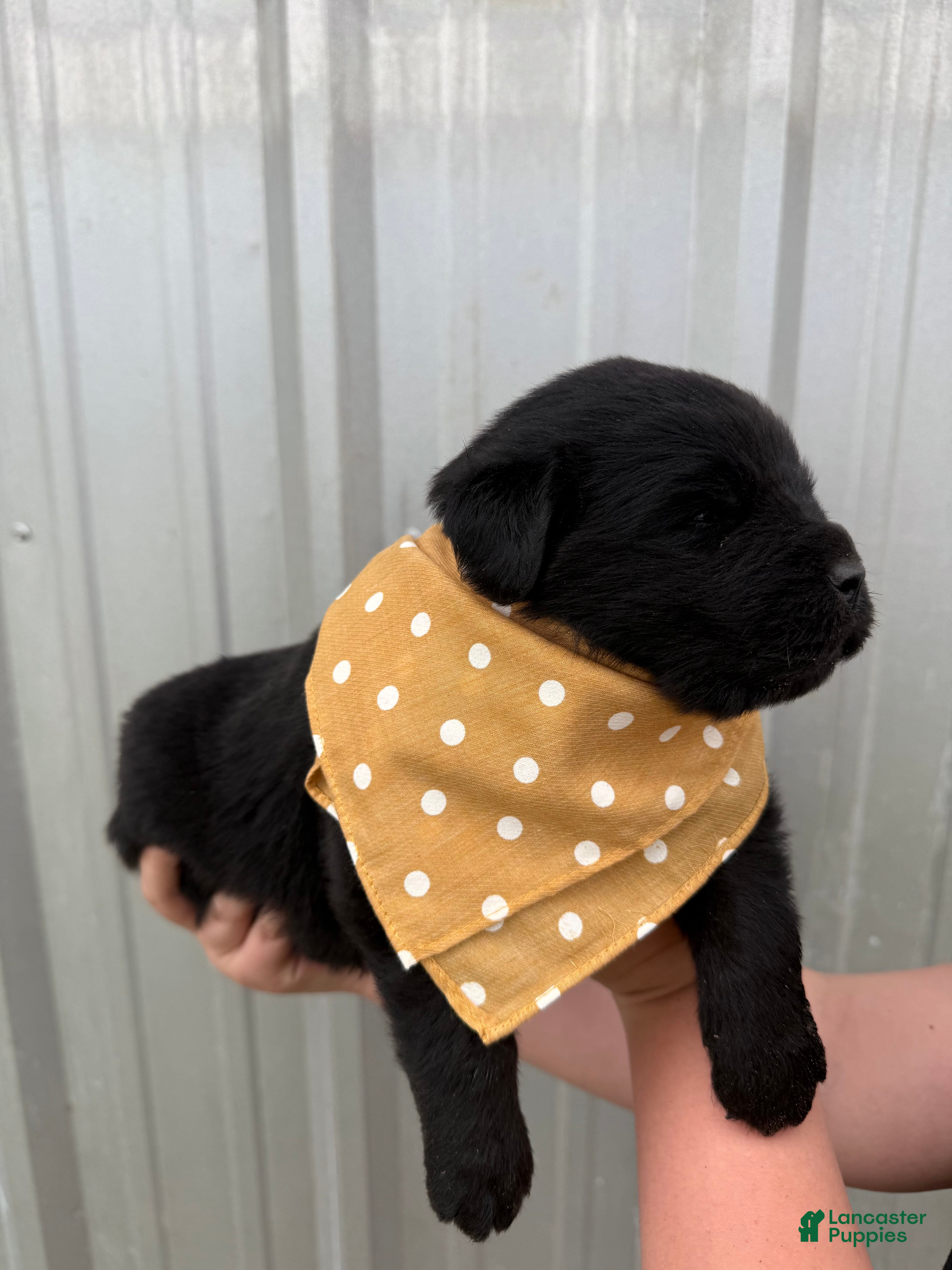 Newfoundland dogs Newfoundland Yellow Male  - Ad 8