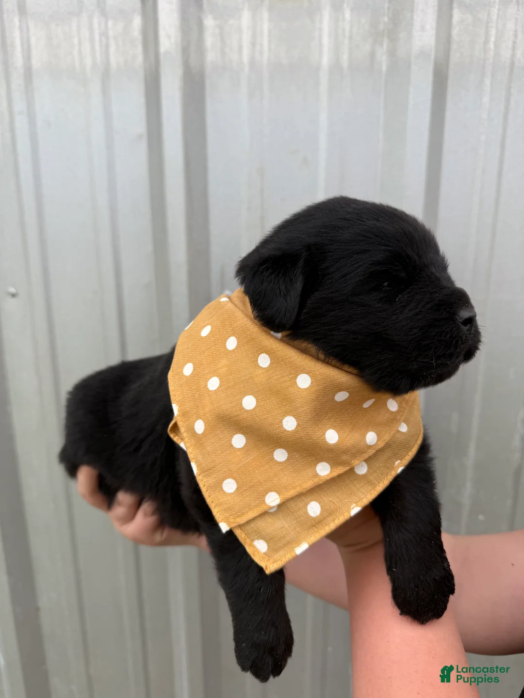 Newfoundland dogs for sale: Newfoundland Yellow Male  - Ad 1