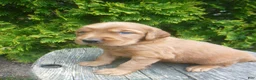 Mixed Breed dogs for sale: Tipper - Ad 4
