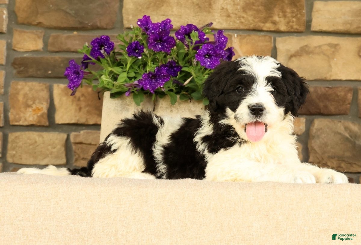 Saint Berdoodles dogs Princess - Ad 2