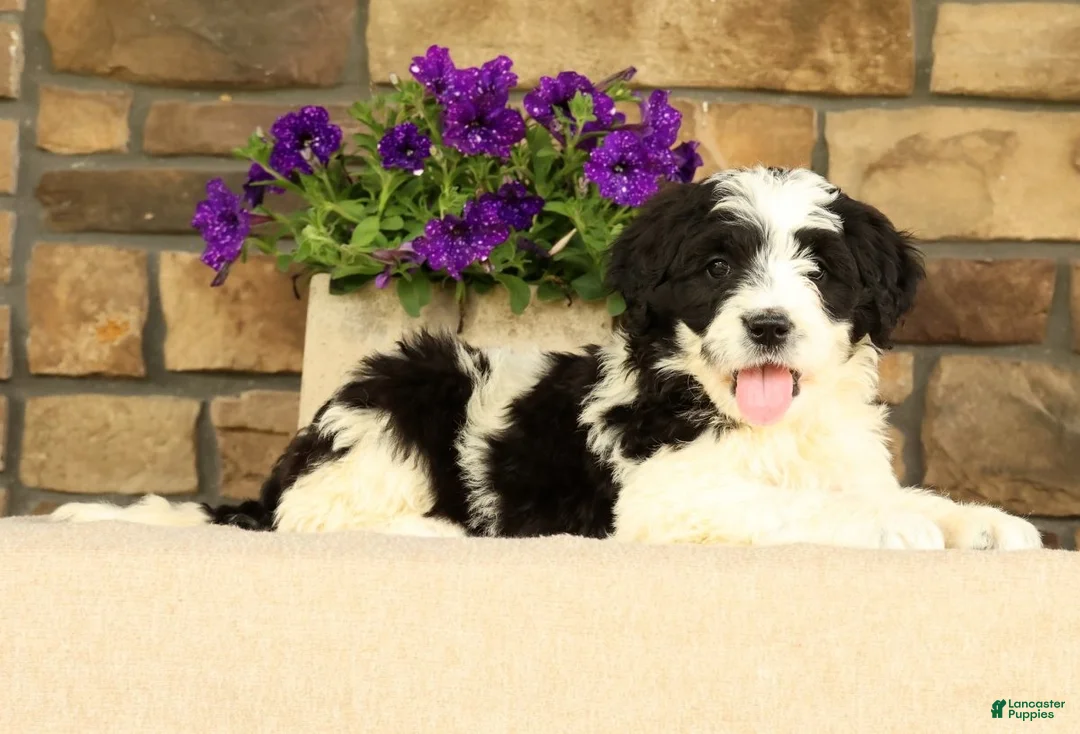Saint Berdoodles dogs for sale: Princess - Ad 2