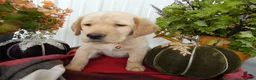 Labrador Retriever dogs for sale: Labrador Retriever 3 Saratoga - Ad 2