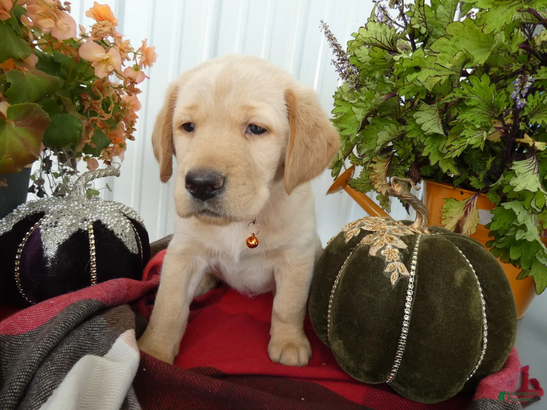 Labrador Retriever dogs for sale: Labrador Retriever 3 Saratoga - Ad 2