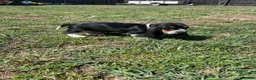Basset Hound dogs for sale: Teddy - Ad 4