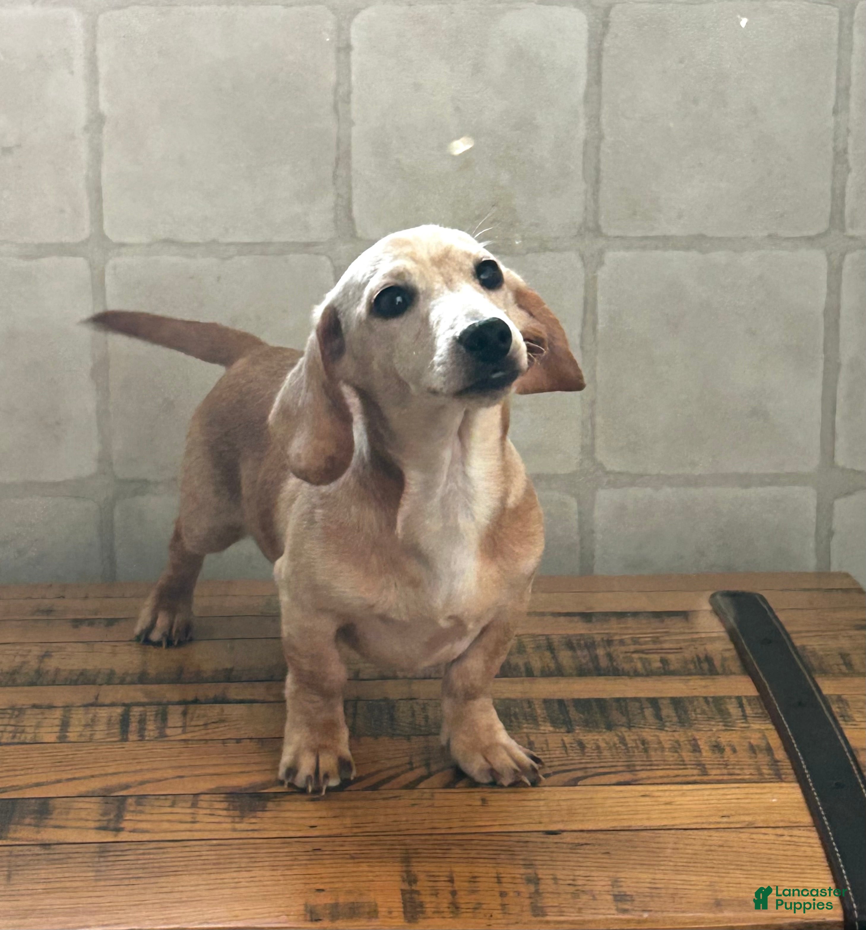 Miniature Dachshund dogs Aspen - Ad 37