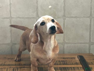 Miniature Dachshund dogs Aspen - Ad 6