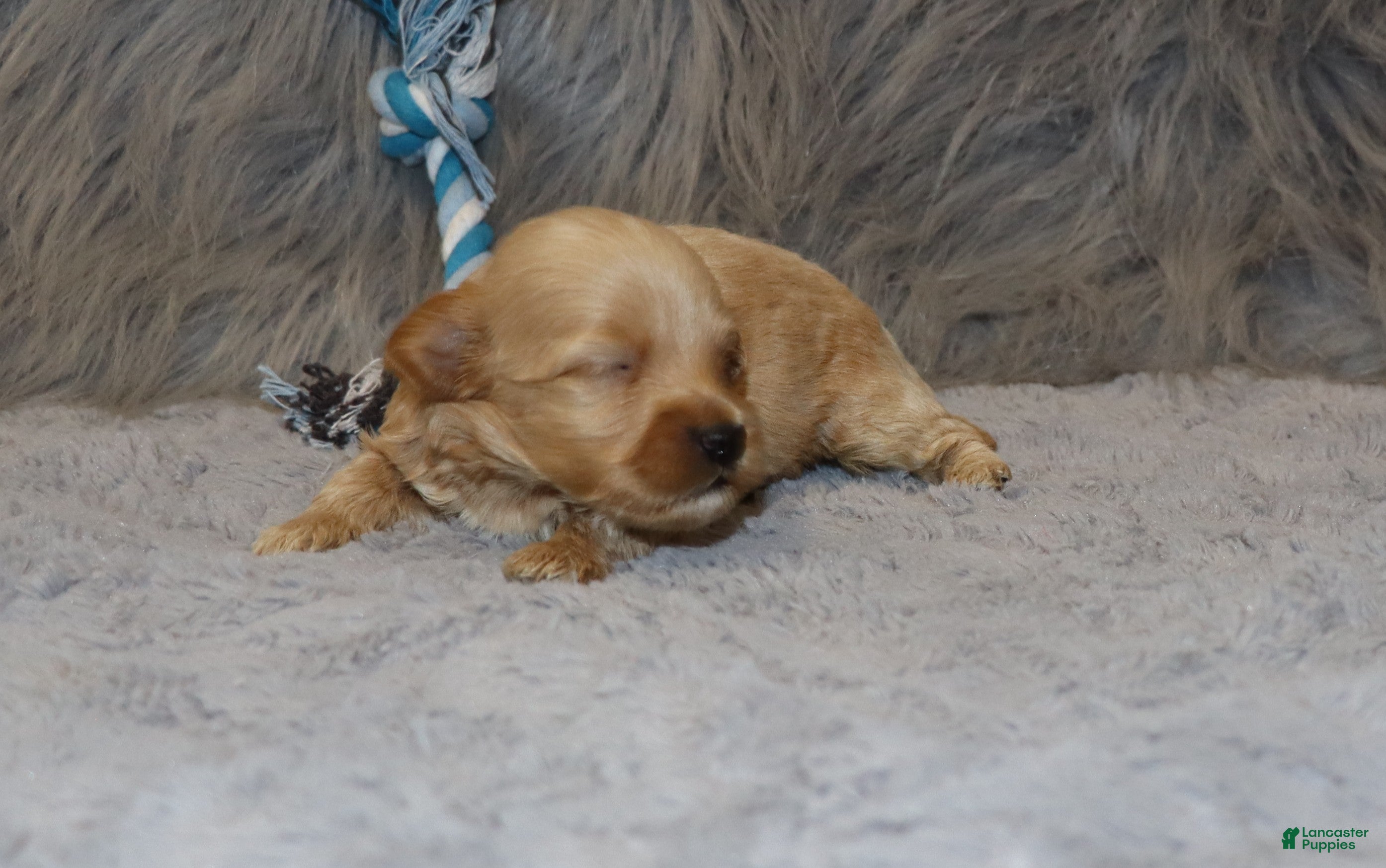 Havapoo dogs Phoenix 💙 Minature - Ad 2