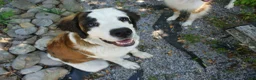 Saint Bernard dogs for sale: pink collare girl - Ad 3
