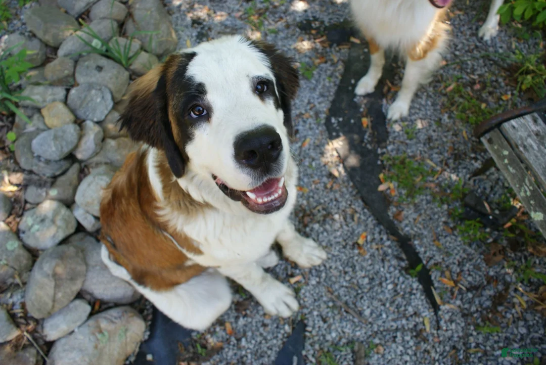 Saint Bernard dogs for sale: pink collare girl - Ad 3