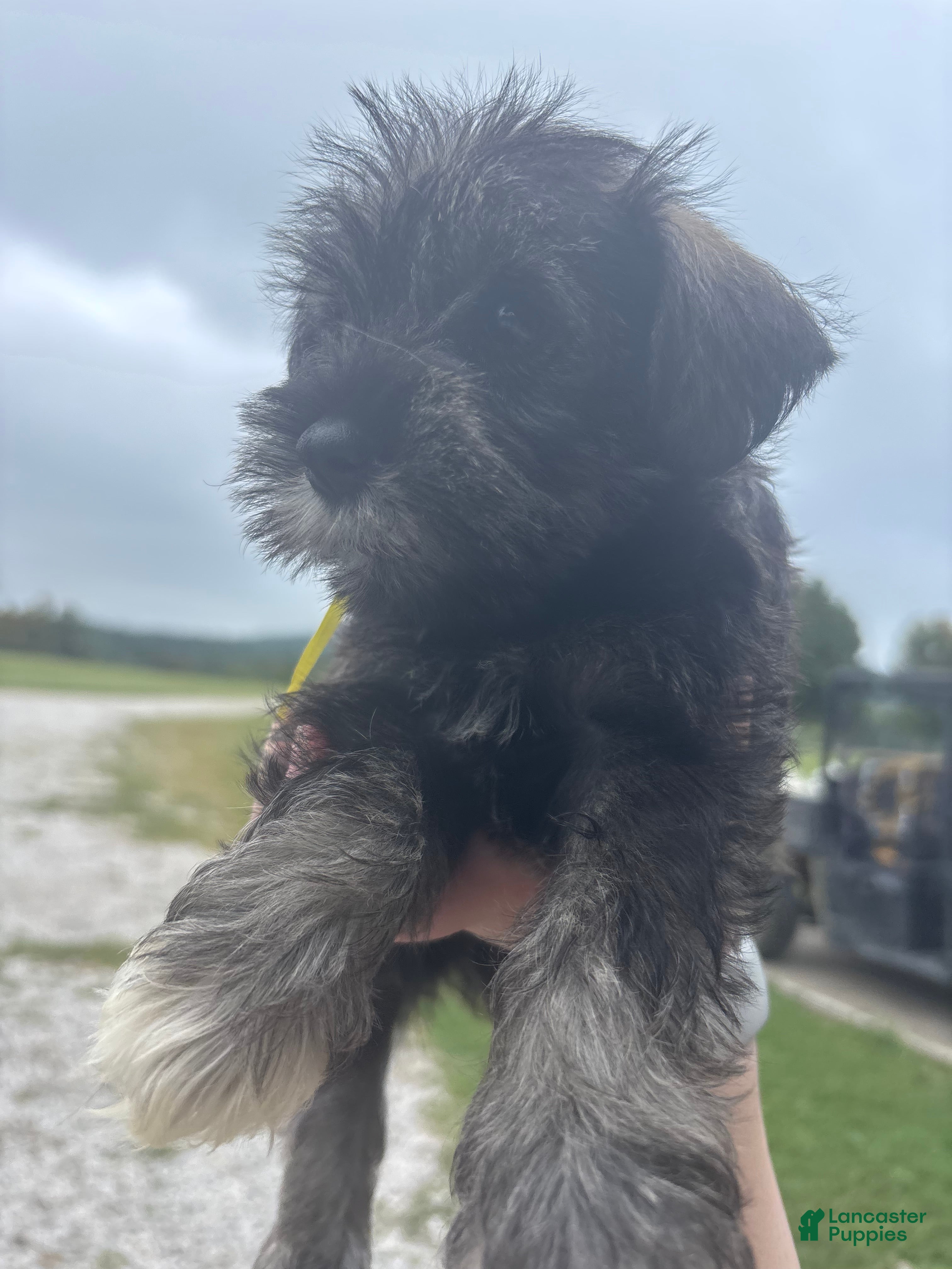 Miniature Schnauzer