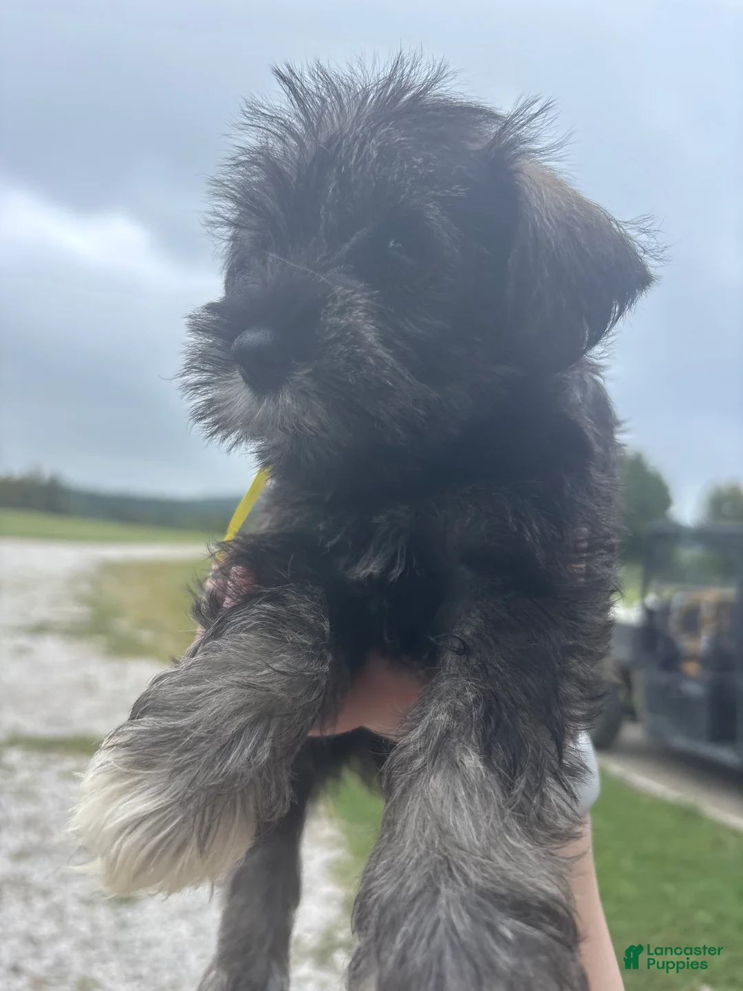 Miniature Schnauzer dogs for sale: Miniature Schnauzer 4 - Ad 1