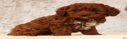 Cavapoo dogs for sale: Nick - Ad 2