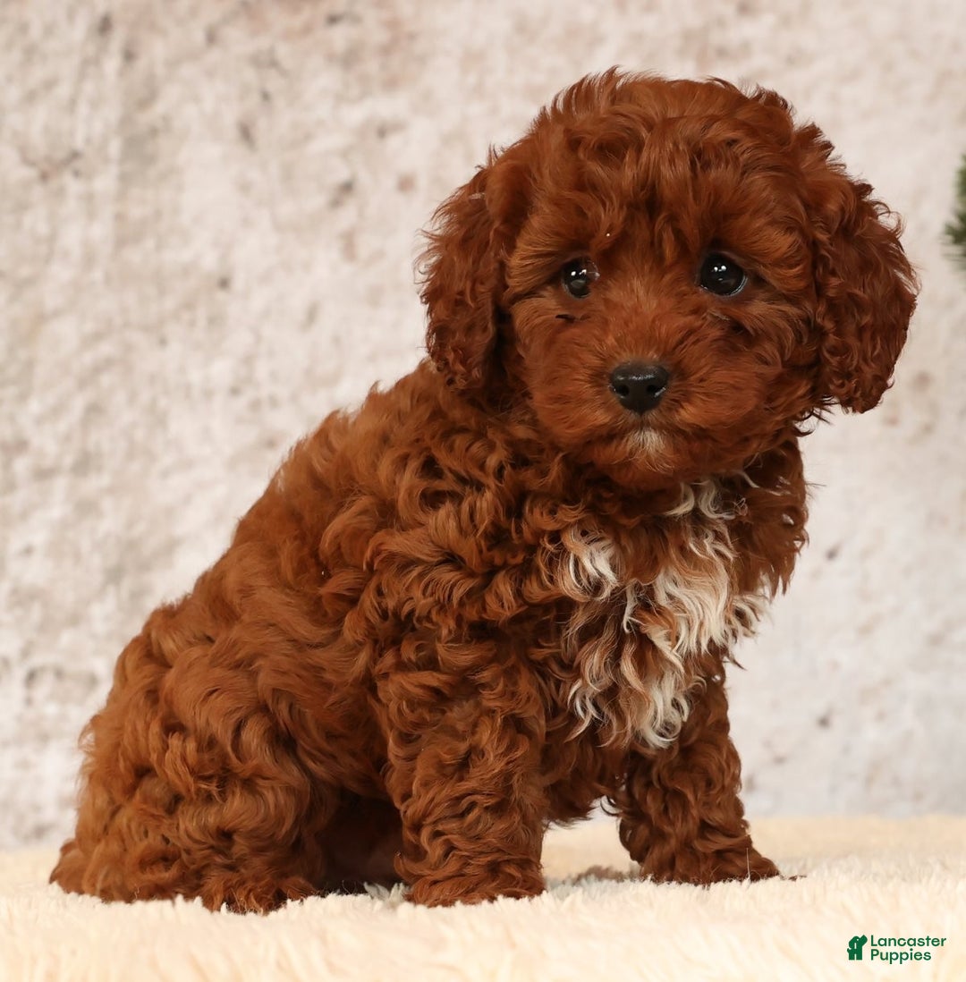 Cavapoo dogs for sale: Nick - Ad 2