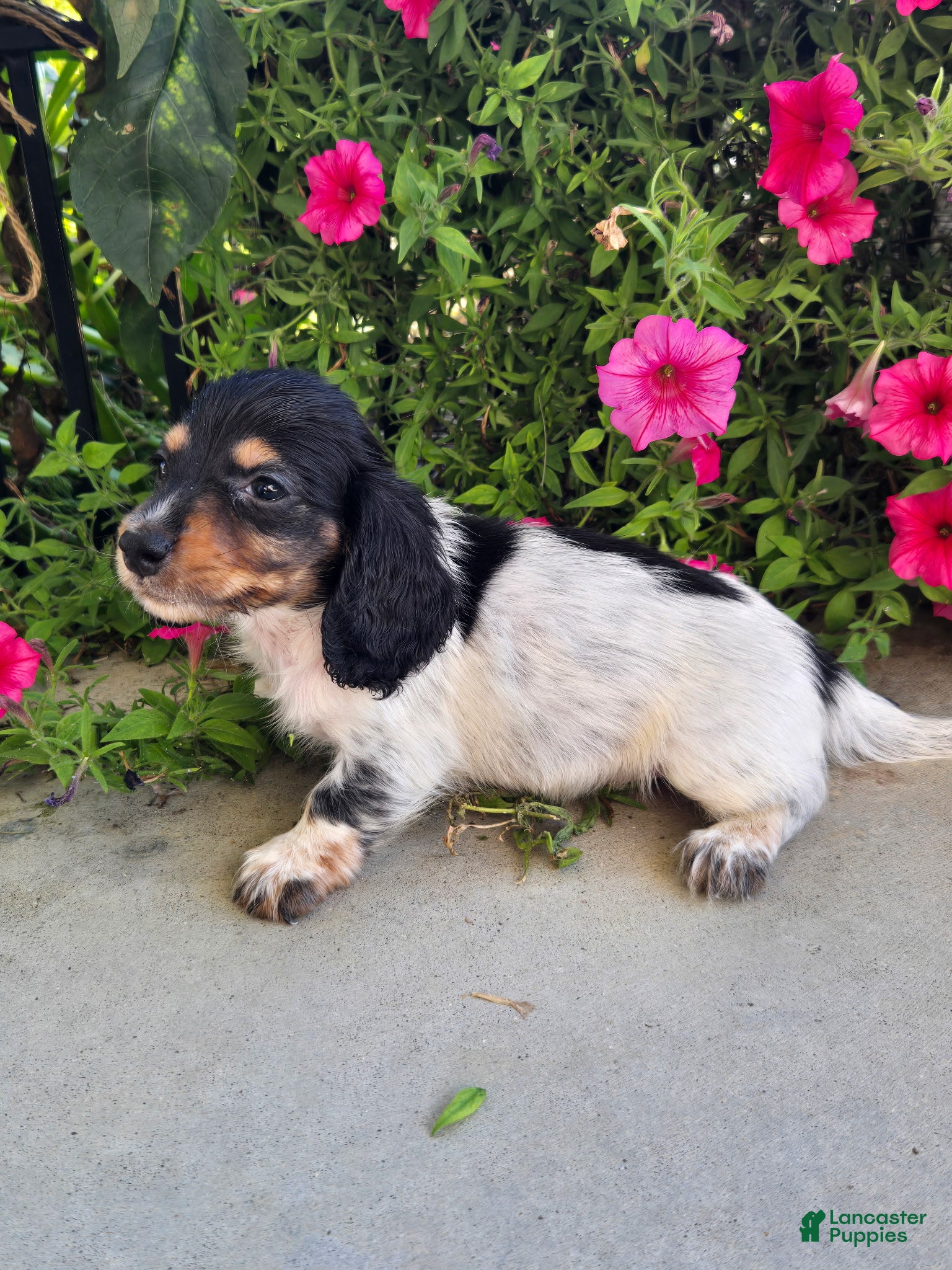 Miniature Dachshund dogs Miniature Dachshund 1 male  - Ad 2