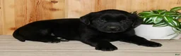 Labrador Retriever dogs for sale: Wilber  - Ad 3