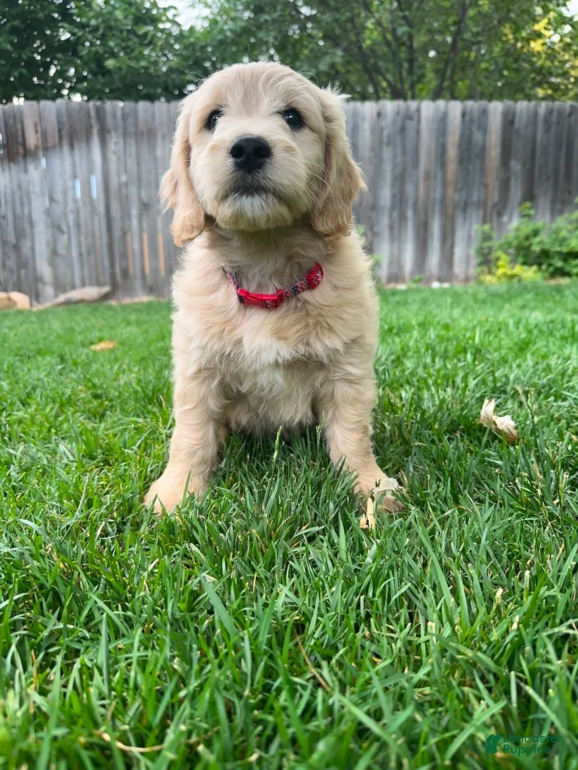 Mini Goldendoodle dogs Red Boy!❤️ - Ad 1