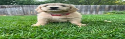 Mini Goldendoodle dogs for sale: Red Boy!❤️ - Ad 1