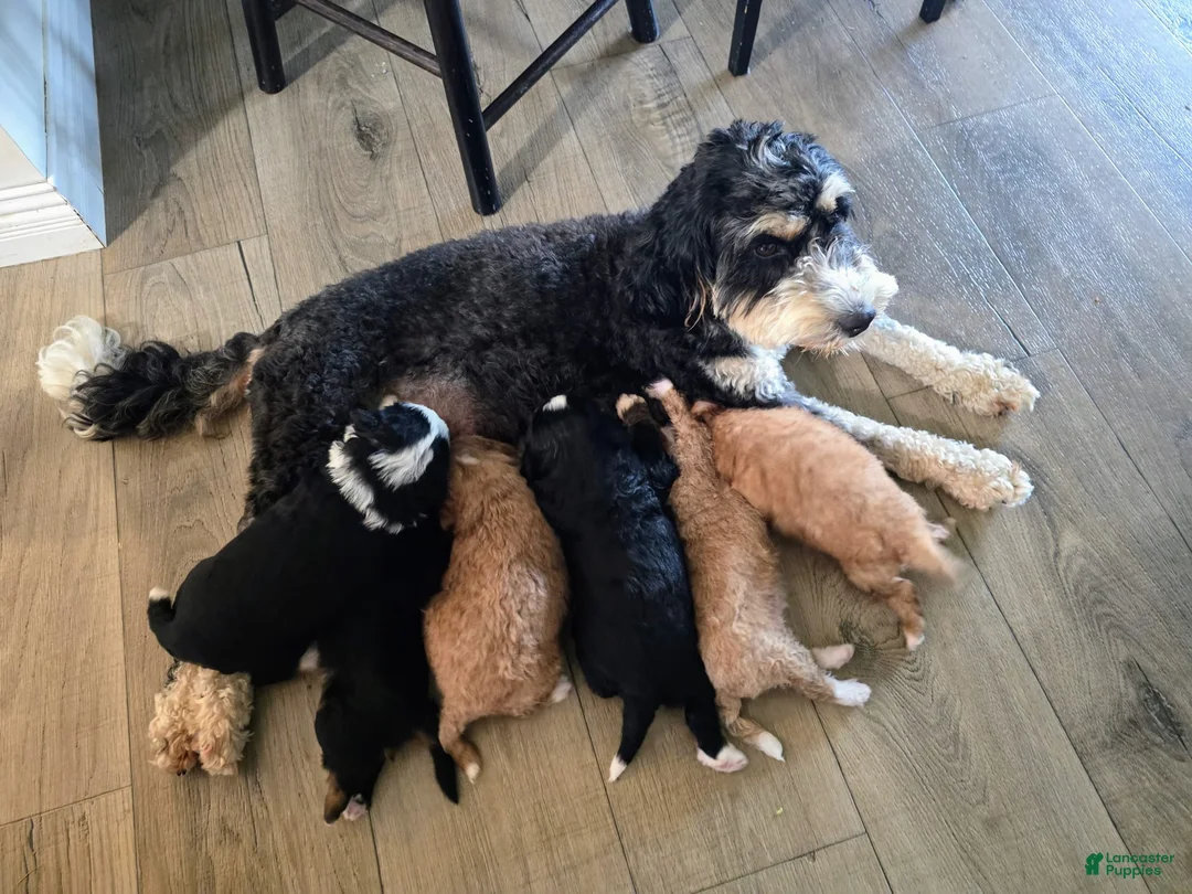 Gallery Image {{count}}