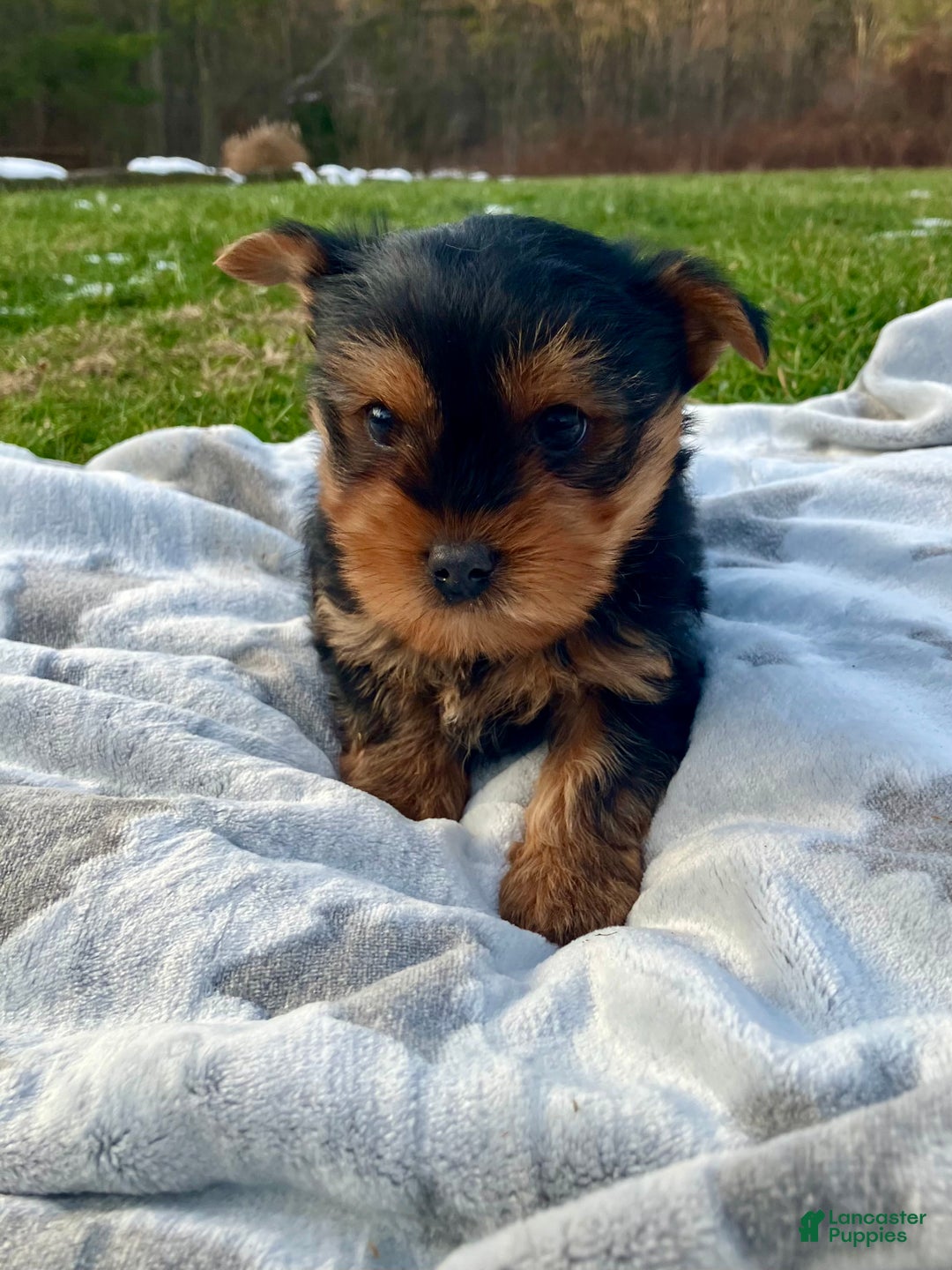 Yorkshire Terrier dogs for sale: Peanut - Ad 3